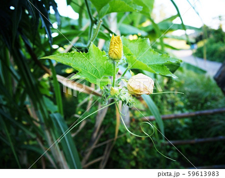 Young flowers of Winter melon(Benincasa hispida), White gourd, Winter gourd, Ash gourd, Wax gourd from garden. 59613983