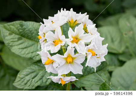 じゃがいもの花 59614396