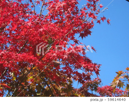 青空に紅葉 青空に紅葉 59614640