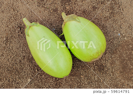 緑ナス 緑ナス 59614791