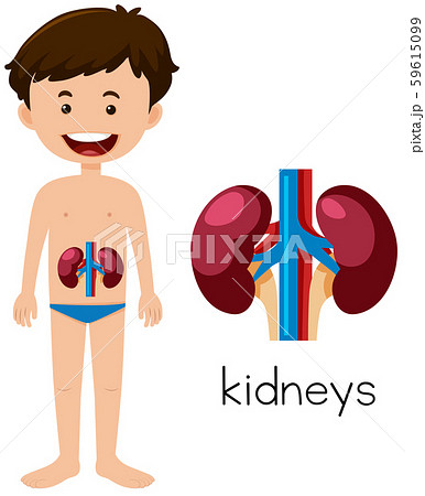 A Human Anatomy of Kidneys A Human Anatomy of Kidneys 59615099