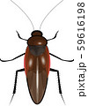 ゴキブリ 59616198