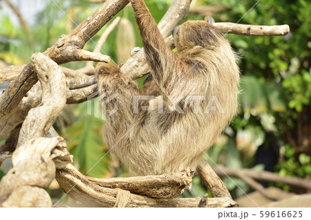 【ナマケモノ】木の枝にぶら下がるフタユビナマケモノ 59616625