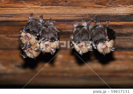 Group of lesser horseshoe bats Rhinolophus hipposideros Group of lesser horseshoe bats Rhinolophus hipposideros 59617131