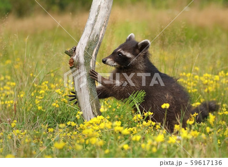 Adorable common raccoon Procyon lotor Adorable common raccoon Procyon lotor 59617136