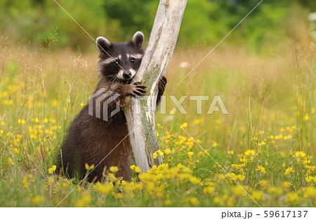 Adorable common raccoon Procyon lotor 59617137