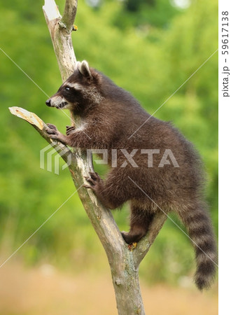 Adorable common raccoon Procyon lotor 59617138