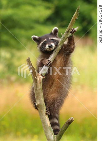 Adorable common raccoon Procyon lotor Adorable common raccoon Procyon lotor 59617139