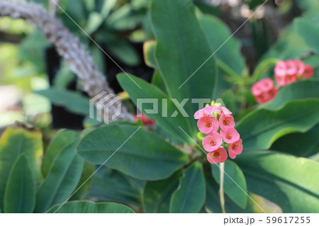 ユーフォルビアの花 59617255