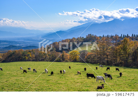 山梨県立まきば公園 紅葉 山梨県立まきば公園 紅葉 59617475