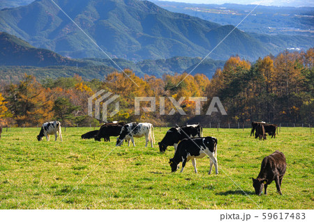 山梨県立まきば公園 紅葉 山梨県立まきば公園 紅葉 59617483