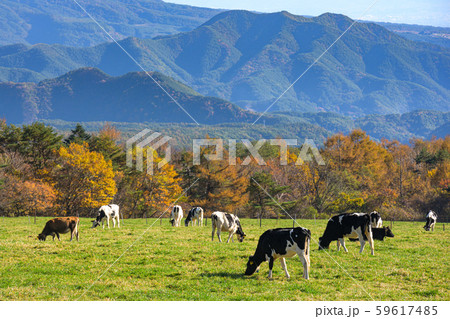 山梨県立まきば公園 紅葉 59617485