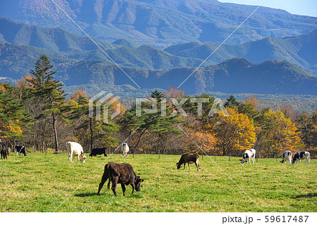 山梨県立まきば公園 紅葉 山梨県立まきば公園 紅葉 59617487