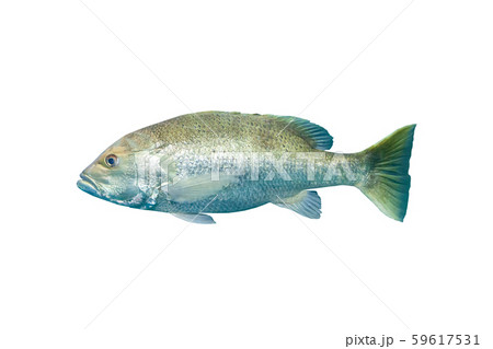 Mangrove snapper or gray snapper Mangrove snapper or gray snapper 59617531