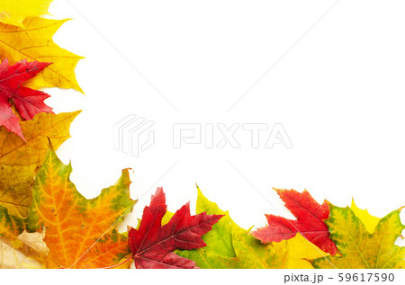 Border frame of colorful autumn maple leavesの写真素材 [59617590