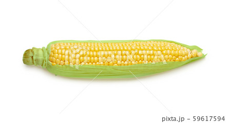 Raw sweet corn maize ears cob isolated 59617594