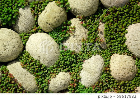 Cobblestone background with grass Cobblestone background with grass 59617932