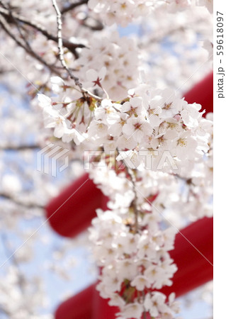 桜と鳥居 In 白龍神社 群馬県伊勢崎市 の写真素材