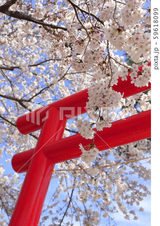 桜と鳥居 In 白龍神社 群馬県伊勢崎市 の写真素材