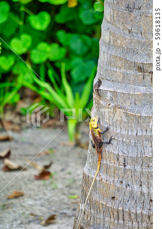 モルディブ 59618135