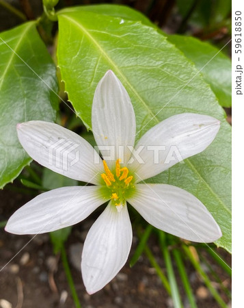white beautiful flower close up 59618850