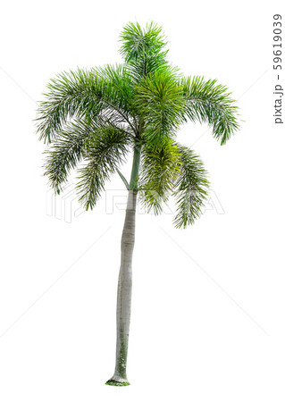 Palm trees on a separate white background. Palm trees on a separate white background. 59619039
