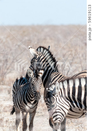 Burchell zebra -Equus quagga burchelli- Grazing on the plains of Etosha 59619113