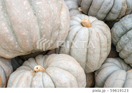 Mountain of pumpkins. Pumpkins texture. A bunch of pumpkins. Closeup of pumpkins. 59619123