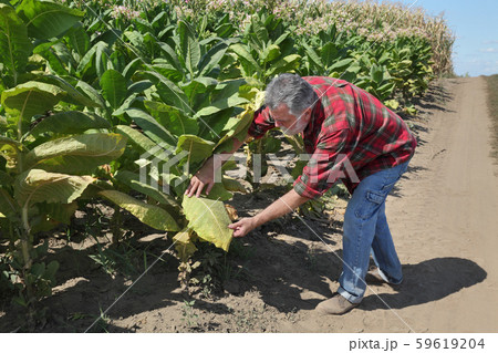 Farmer in tobacco field Farmer in tobacco field 59619204