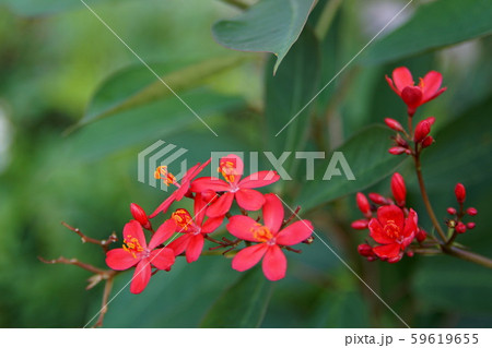 赤い小さな花 59619655