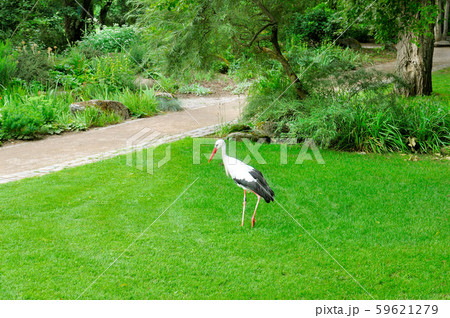 Summer park. Young stork on a background of green Summer park. Young stork on a background of green 59621279