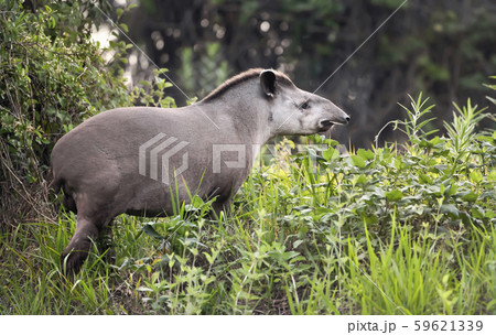 South american tapir walking in grass 59621339
