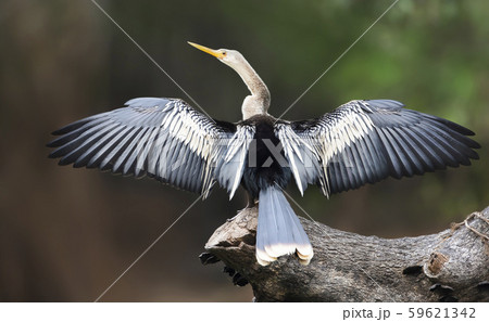Anhinga perched on a falling tree with wings and tail spread to dry 59621342