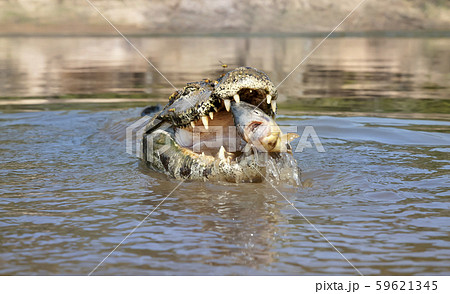 Close up of a Yacare caiman eating piranha Close up of a Yacare caiman eating piranha 59621345
