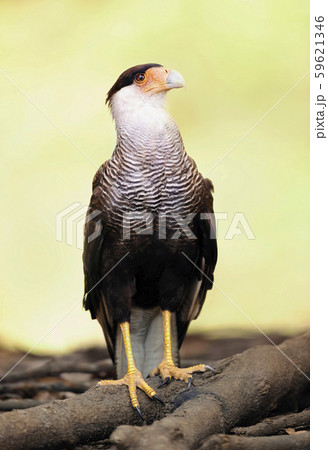 Southern crested caracara perched on a tree Southern crested caracara perched on a tree 59621346