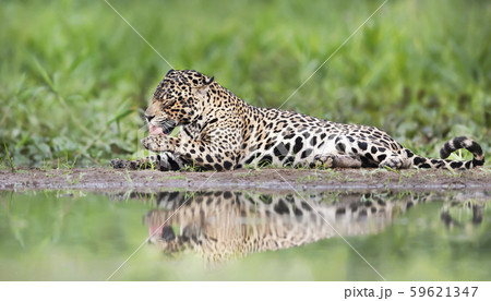 Close up of a jaguar on a river bank Close up of a jaguar on a river bank 59621347
