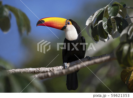 Close up of a Toco Toucan perched in a tree Close up of a Toco Toucan perched in a tree 59621353