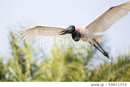 Close up of Jabiru in flight Close up of Jabiru in flight 59621354