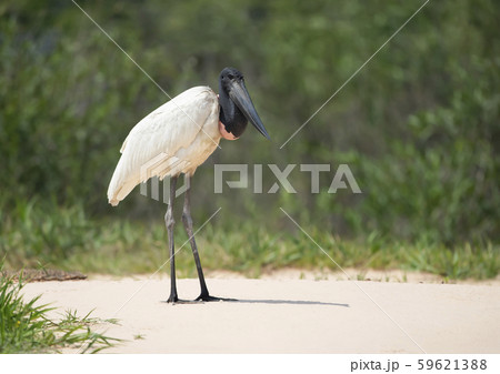 Close up of Jabiru standing on a river bank Close up of Jabiru standing on a river bank 59621388