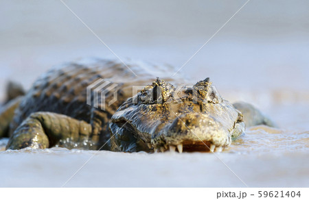 Close up of a Yacare caiman in water 59621404