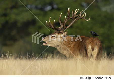 Red deer stag calling during rutting season in Red deer stag calling during rutting season in 59621419
