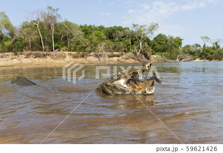 Close up of a Yacare caiman eating piranha Close up of a Yacare caiman eating piranha 59621426