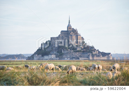 世界遺産 モンサンミッシェルと羊の写真素材