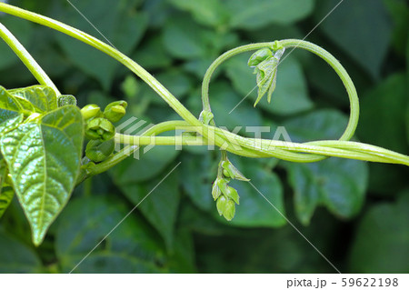 Closeup of a bean vine twisting and curling Closeup of a bean vine twisting and curling 59622198