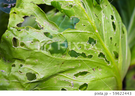 A cabbage leaf covered in holes caused by insects 59622443