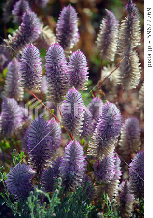 Feathery Australian native purple Ptilotus exaltatus flowers, family Amaranthaceae. Called Mulla Mulla by indigenous Australians. Feathery Australian native purple Ptilotus exaltatus flowers, family Amaranthaceae. Called Mulla Mulla by indigenous Australians. 59622769