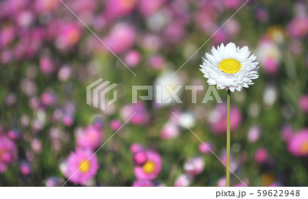 Dreamy spring background of a meadow of Australian pink and white everlasting daisies. Selective focus on single white daisy. Also known as strawflowers and paper daisies. 59622948