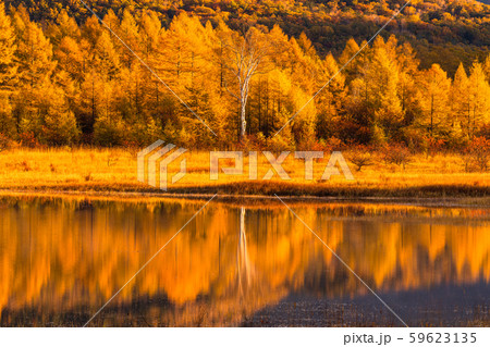 《栃木県》秋の奥日光・小田代ヶ原《幻の湖小田代湖》 59623135