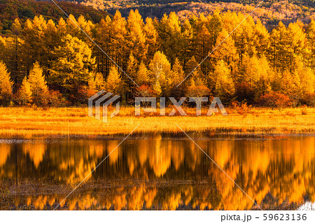 《栃木県》秋の奥日光・小田代ヶ原《幻の湖小田代湖》 59623136