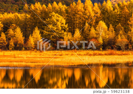 《栃木県》秋の奥日光・小田代ヶ原《幻の湖小田代湖》 《栃木県》秋の奥日光・小田代ヶ原《幻の湖小田代湖》 59623138